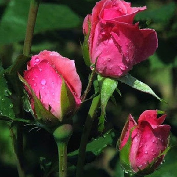 pinkrosegarden